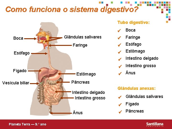 Como funciona o sistema digestivo? Tubo digestivo: Boca Glândulas salivares Faringe Esófago Fígado Vesícula