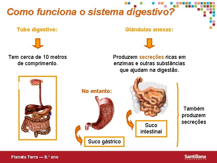 Como funciona o sistema digestivo? Tubo digestivo: Glândulas anexas: Tem cerca de 10 metros