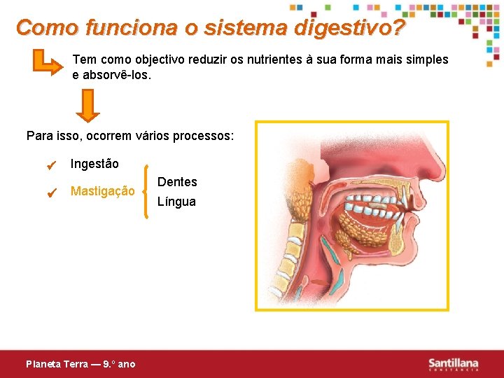 Como funciona o sistema digestivo? Tem como objectivo reduzir os nutrientes à sua forma