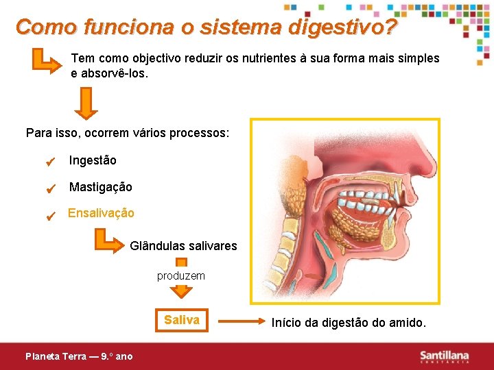 Como funciona o sistema digestivo? Tem como objectivo reduzir os nutrientes à sua forma