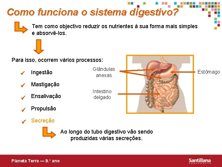 Como funciona o sistema digestivo? Tem como objectivo reduzir os nutrientes à sua forma