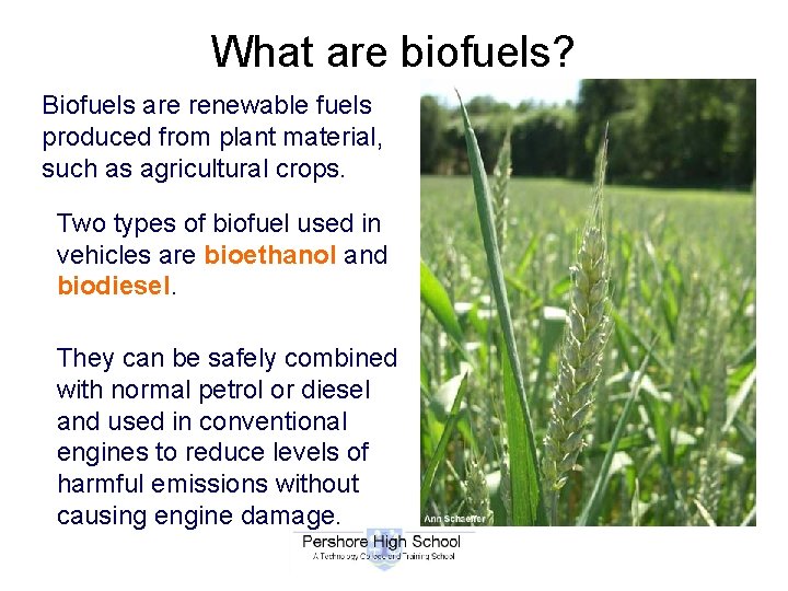 What are biofuels? Biofuels are renewable fuels produced from plant material, such as agricultural