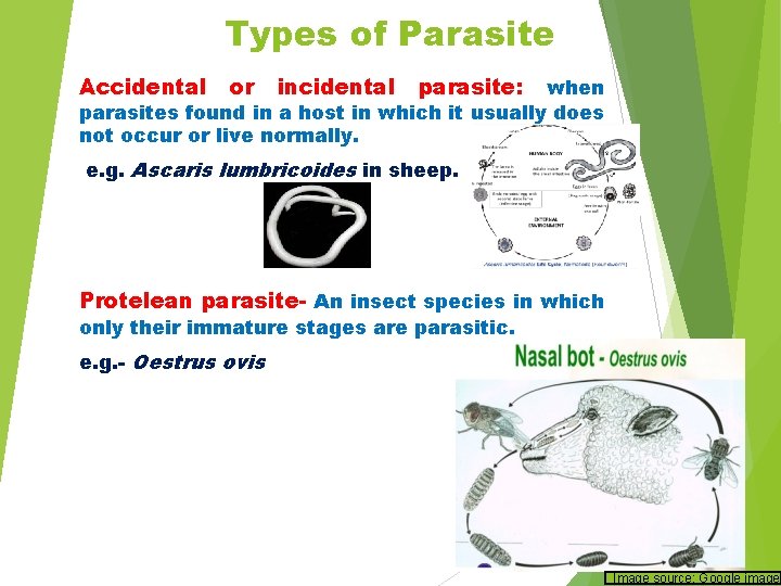 Types of Parasite Accidental or incidental parasite: when parasites found in a host in