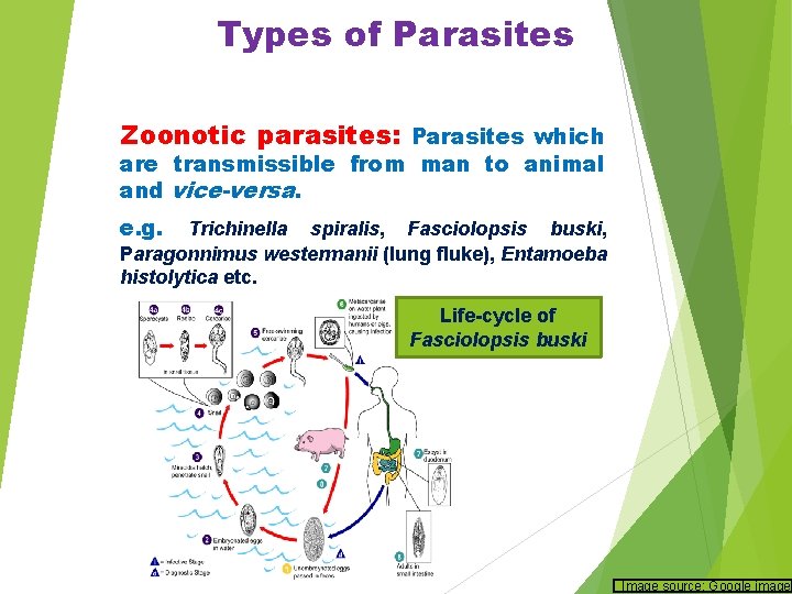 Types of Parasites Zoonotic parasites: Parasites which are transmissible from man to animal and