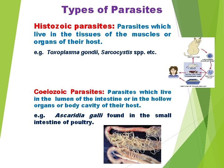 Types of Parasites Histozoic parasites: Parasites which live in the tissues of the muscles