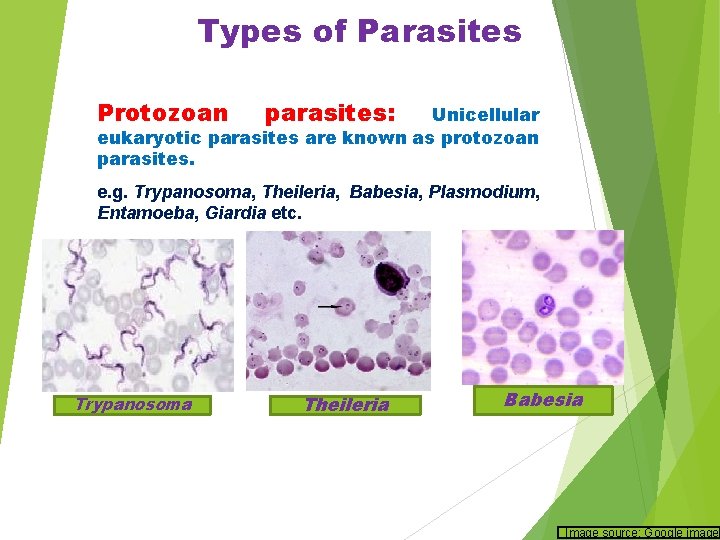 Types of Parasites Protozoan parasites: Unicellular eukaryotic parasites are known as protozoan parasites. e.