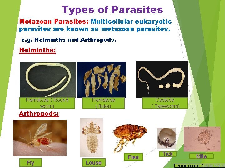 Types of Parasites Metazoan Parasites: Multicellular eukaryotic parasites are known as metazoan parasites. e.