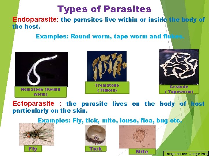 Types of Parasites Endoparasite: the parasites live within or inside the body of the