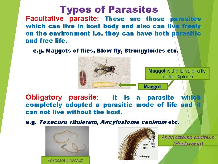 Types of Parasites Facultative parasite: These are those parasites which can live in host