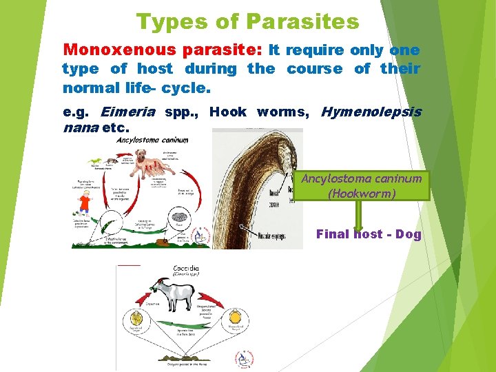 Types of Parasites Monoxenous parasite: It require only one type of host during the