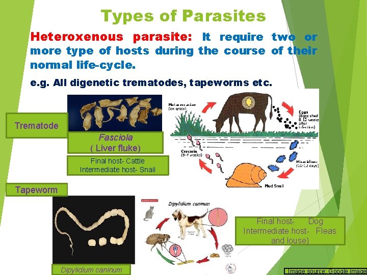 Types of Parasites Heteroxenous parasite: It require two or more type of hosts during