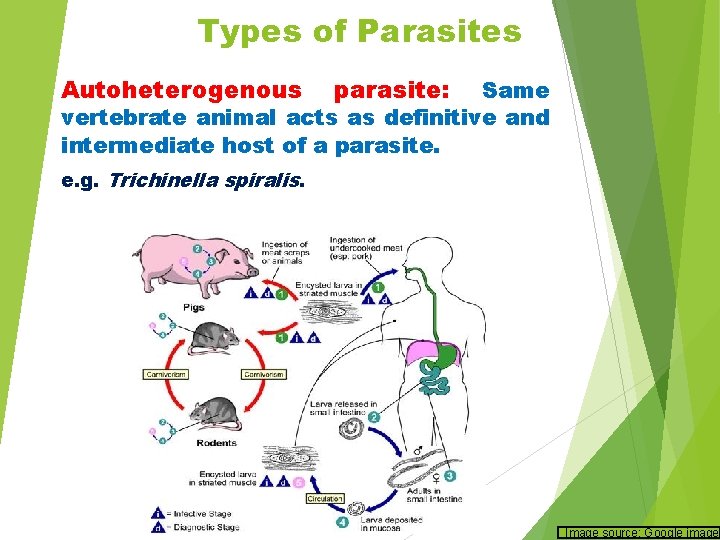 Types of Parasites Autoheterogenous parasite: Same vertebrate animal acts as definitive and intermediate host