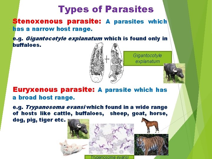 Types of Parasites Stenoxenous parasite: A parasites which has a narrow host range. e.