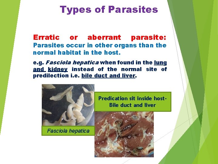 Types of Parasites Erratic or aberrant parasite: Parasites occur in other organs than the