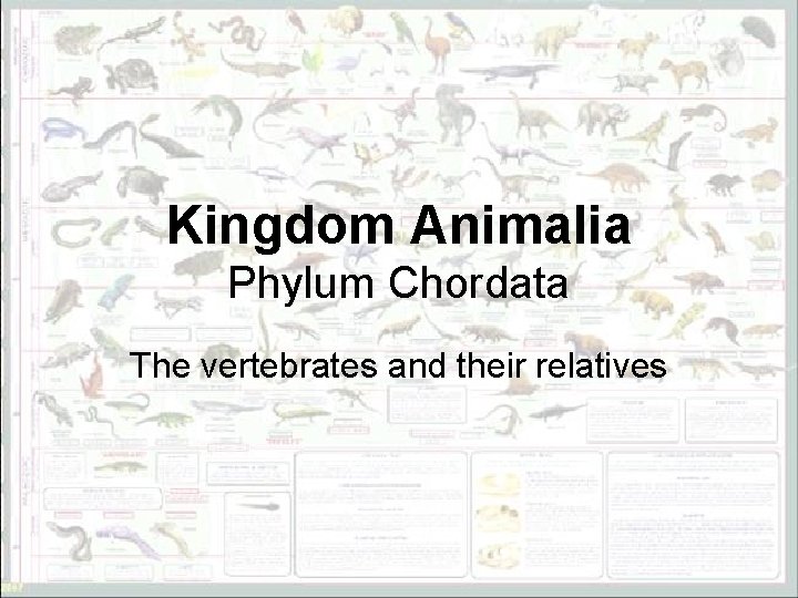 Kingdom Animalia Phylum Chordata The vertebrates and their relatives 