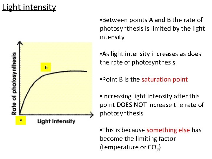 Light intensity • Between points A and B the rate of photosynthesis is limited