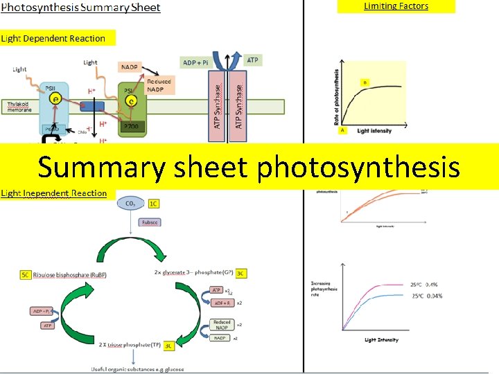 Summary sheet photosynthesis 