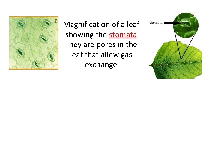 Magnification of a leaf showing the stomata They are pores in the leaf that