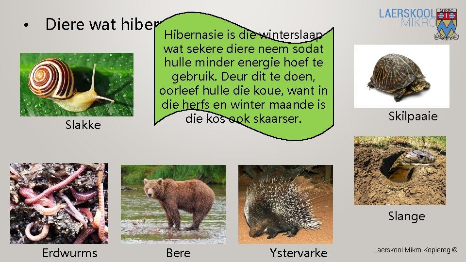  • Diere wat hiberneer: Slakke Hibernasie is die winterslaap wat sekere diere neem