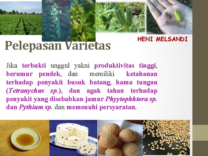 Pelepasan Varietas HENI MELSANDI Jika terbukti unggul yakni produktivitas tinggi, berumur pendek, dan memiliki