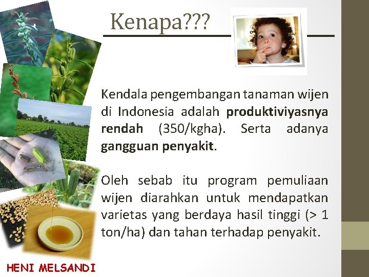 Kenapa? ? ? Kendala pengembangan tanaman wijen di Indonesia adalah produktiviyasnya rendah (350/kgha). Serta