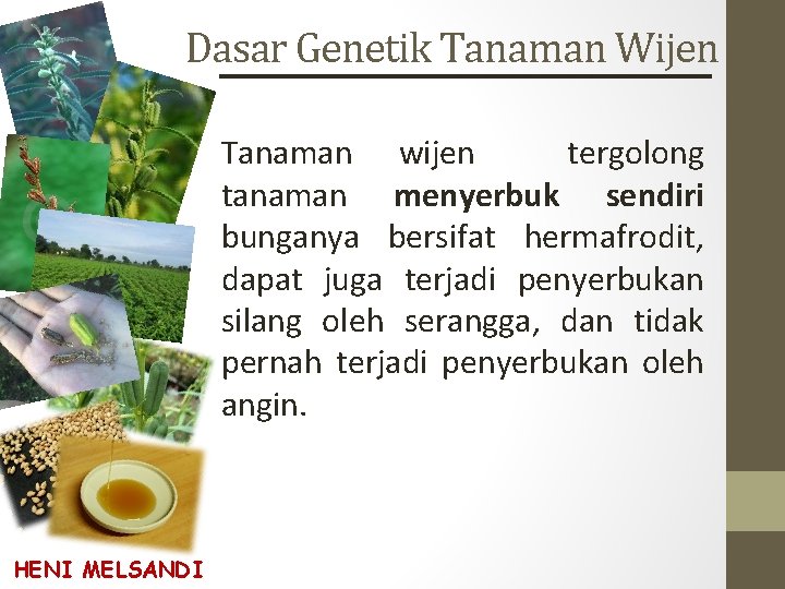 Dasar Genetik Tanaman Wijen Tanaman wijen tergolong tanaman menyerbuk sendiri bunganya bersifat hermafrodit, dapat