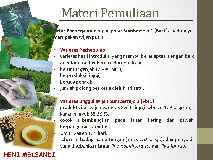 Materi Pemuliaan Galur Pachequino dengan galur Sumberrejo 1 (Sbr 1), keduanya merupakan wijen putih.