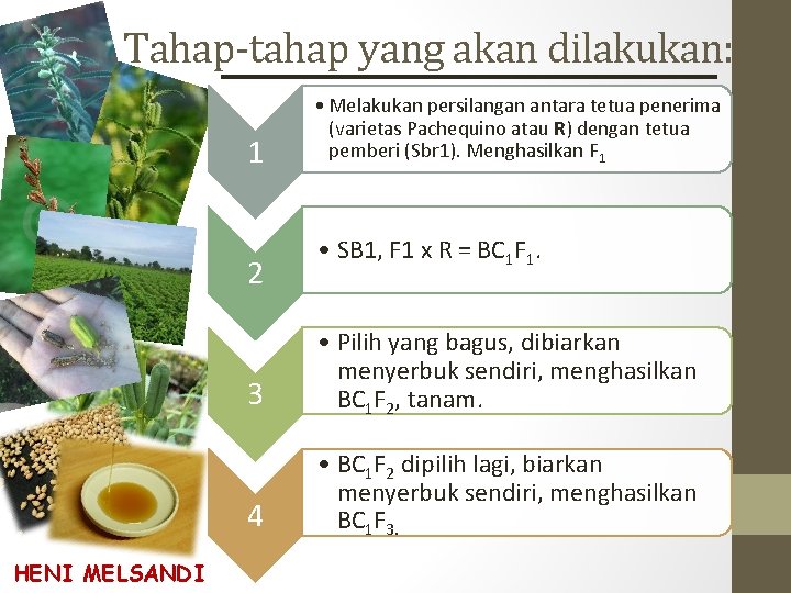 Tahap-tahap yang akan dilakukan: 1 2 HENI MELSANDI • Melakukan persilangan antara tetua penerima