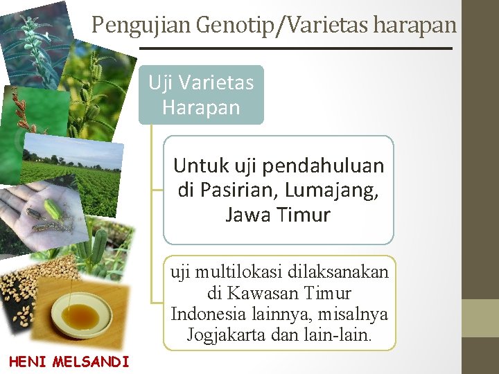 Pengujian Genotip/Varietas harapan Uji Varietas Harapan Untuk uji pendahuluan di Pasirian, Lumajang, Jawa Timur