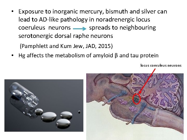  • Exposure to inorganic mercury, bismuth and silver can lead to AD-like pathology