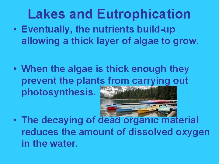 Lakes and Eutrophication • Eventually, the nutrients build-up allowing a thick layer of algae