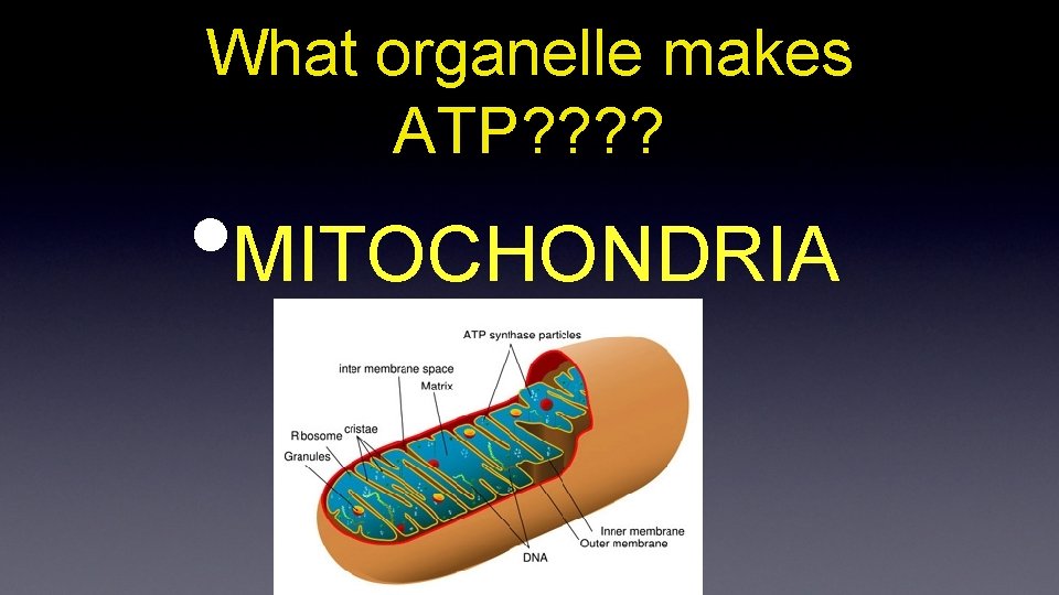 What organelle makes ATP? ? • MITOCHONDRIA 