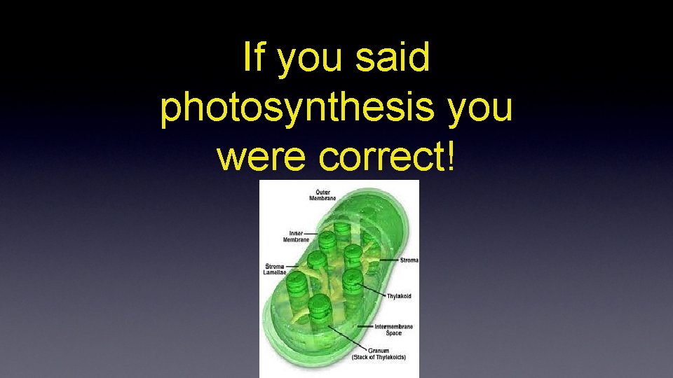 If you said photosynthesis you were correct! 