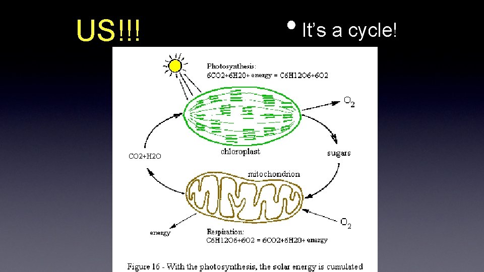US!!! • It’s a cycle! 