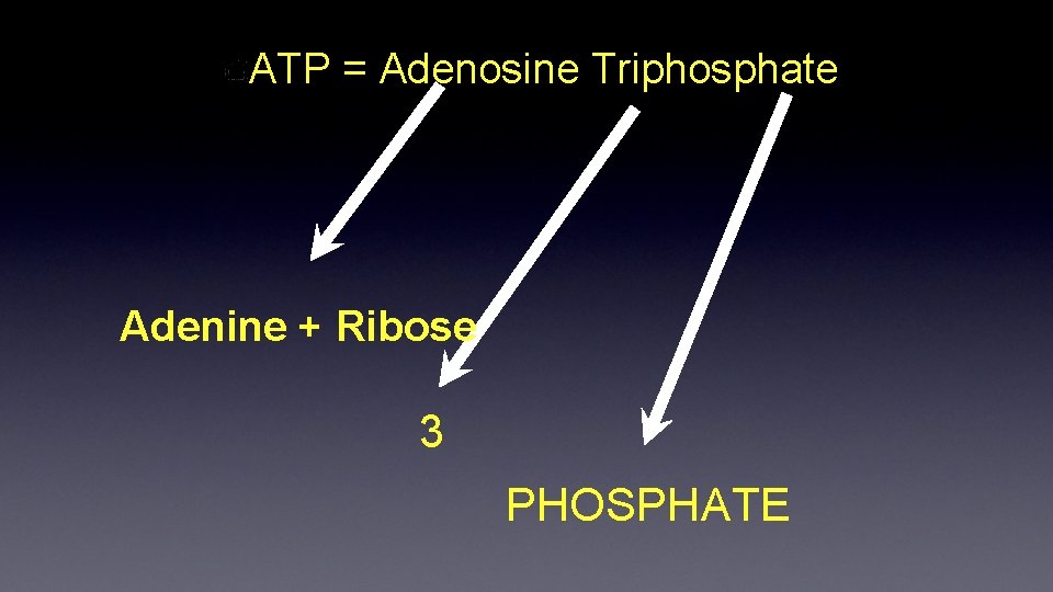 ATP = Adenosine Triphosphate Adenine + Ribose 3 PHOSPHATE 