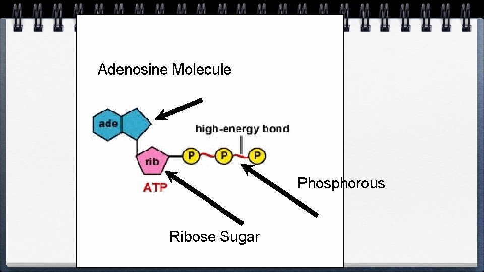 Adenosine Molecule Phosphorous Ribose Sugar 