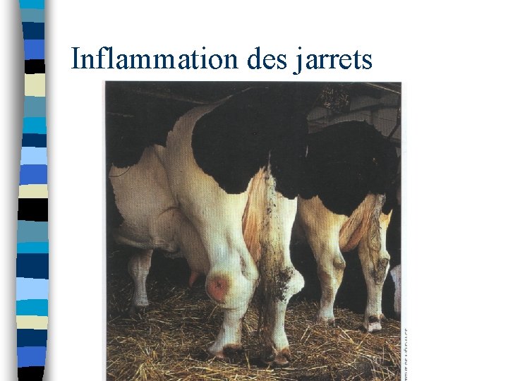 Inflammation des jarrets 