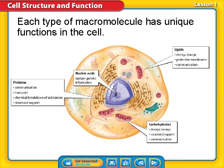 Each type of macromolecule has unique functions in the cell. Each type of macromolecule has unique functions in the cell.