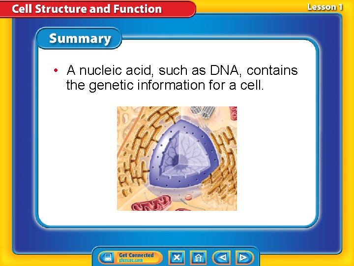 • A nucleic acid, such as DNA, contains the genetic information for a • A nucleic acid, such as DNA, contains the genetic information for a