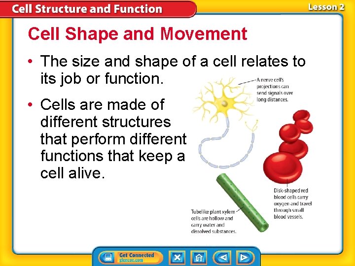 Cell Shape and Movement • The size and shape of a cell relates to Cell Shape and Movement • The size and shape of a cell relates to