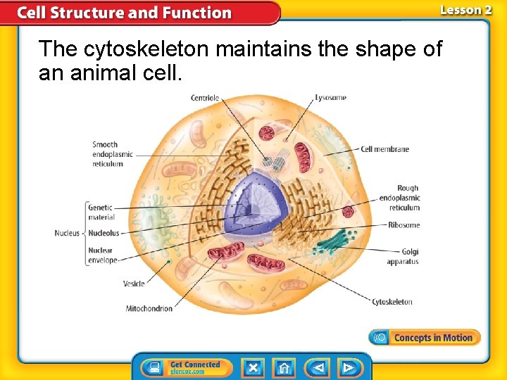 The cytoskeleton maintains the shape of an animal cell. The cytoskeleton maintains the shape of an animal cell.