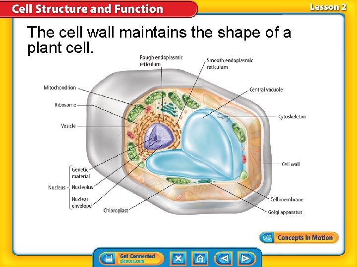 The cell wall maintains the shape of a plant cell. The cell wall maintains the shape of a plant cell.