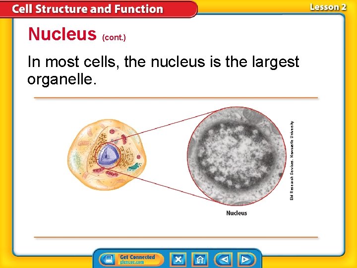 Nucleus (cont. ) EM Research Services, Newcastle University In most cells, the nucleus is Nucleus (cont. ) EM Research Services, Newcastle University In most cells, the nucleus is
