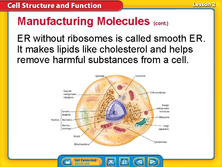 Manufacturing Molecules (cont. ) ER without ribosomes is called smooth ER. It makes lipids Manufacturing Molecules (cont. ) ER without ribosomes is called smooth ER. It makes lipids