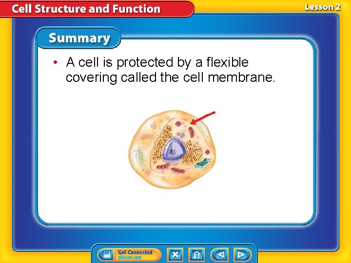 • A cell is protected by a flexible covering called the cell membrane. • A cell is protected by a flexible covering called the cell membrane.