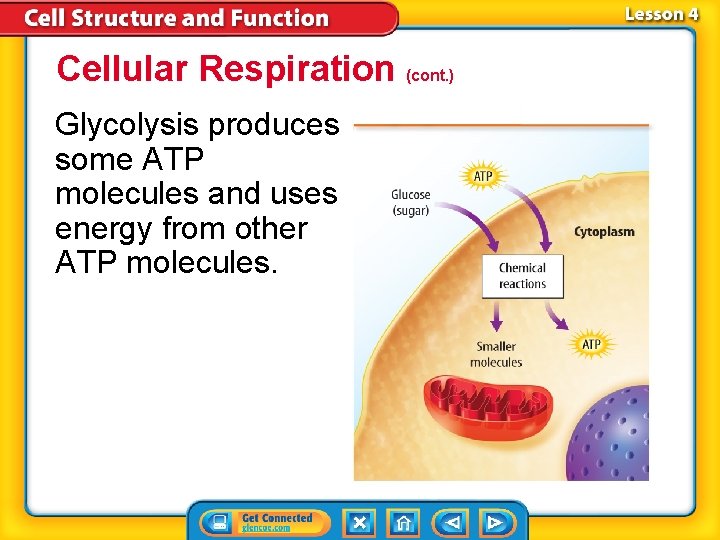 Cellular Respiration (cont. ) Glycolysis produces some ATP molecules and uses energy from other Cellular Respiration (cont. ) Glycolysis produces some ATP molecules and uses energy from other