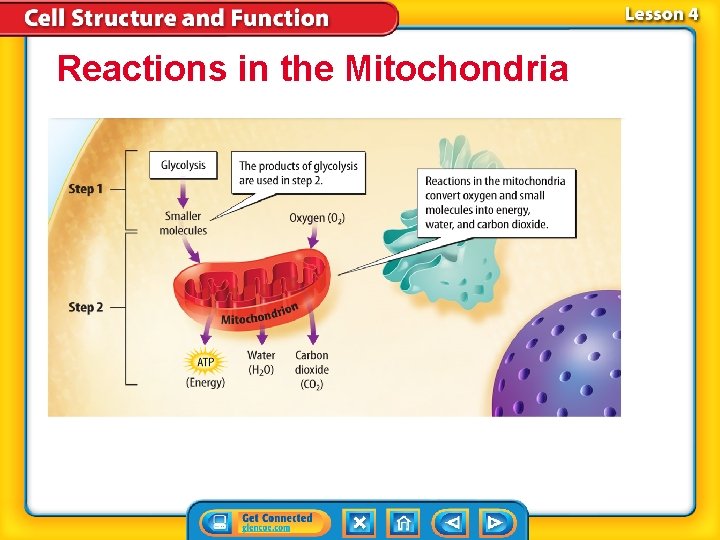 Reactions in the Mitochondria Reactions in the Mitochondria