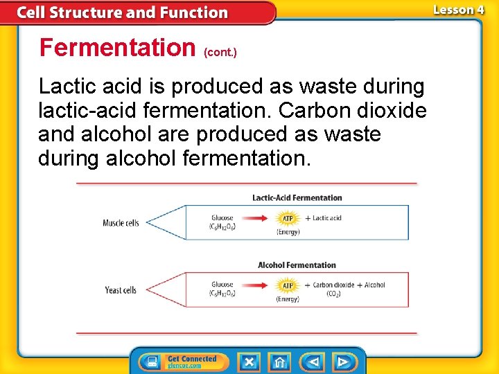 Fermentation (cont. ) Lactic acid is produced as waste during lactic-acid fermentation. Carbon dioxide Fermentation (cont. ) Lactic acid is produced as waste during lactic-acid fermentation. Carbon dioxide