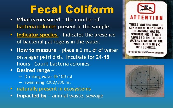 Fecal Coliform • What is measured – the number of bacteria colonies present in
