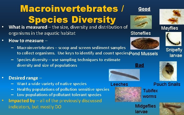 Macroinvertebrates / Species Diversity Good • What is measured – the size, diversity and